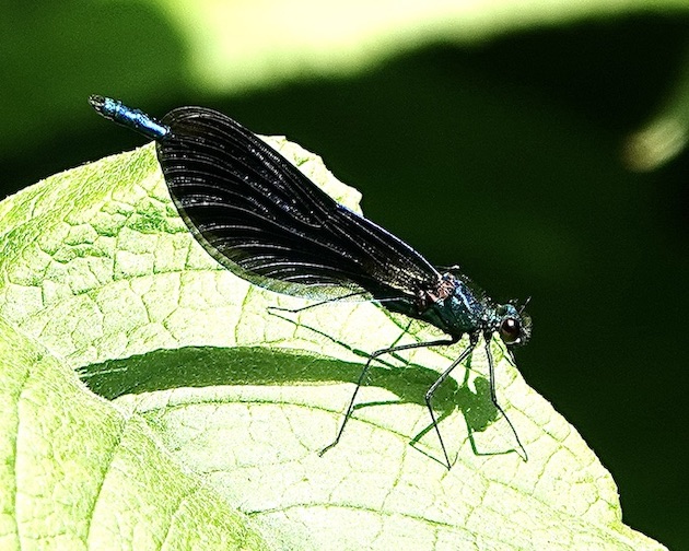 beautiful demoiselle